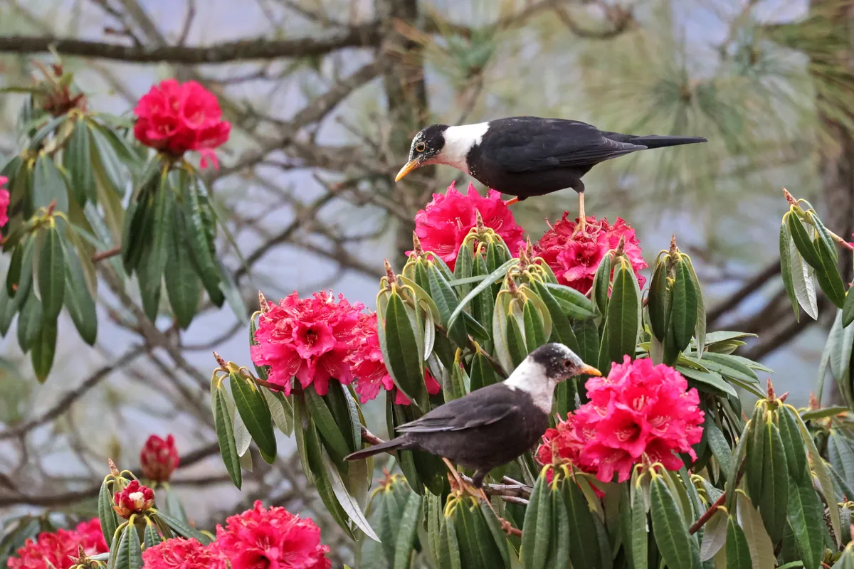 White-collared Blackbird